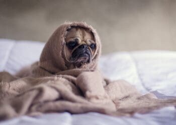 Pug in a blanket
