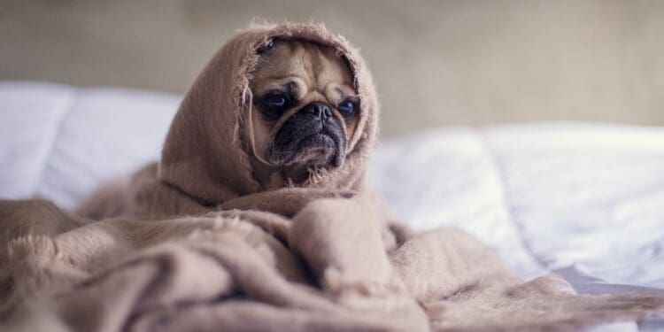 Pug in a blanket