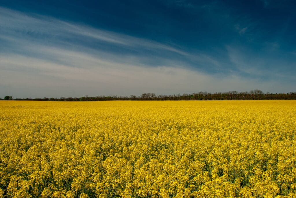 Rapeseed field