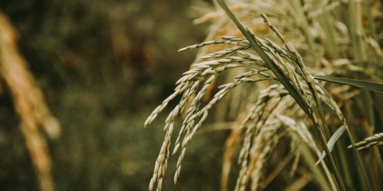 Rice plant
