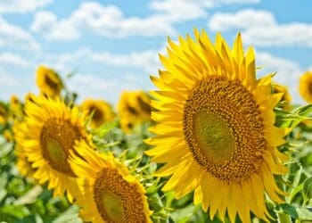 Sunflowers field
