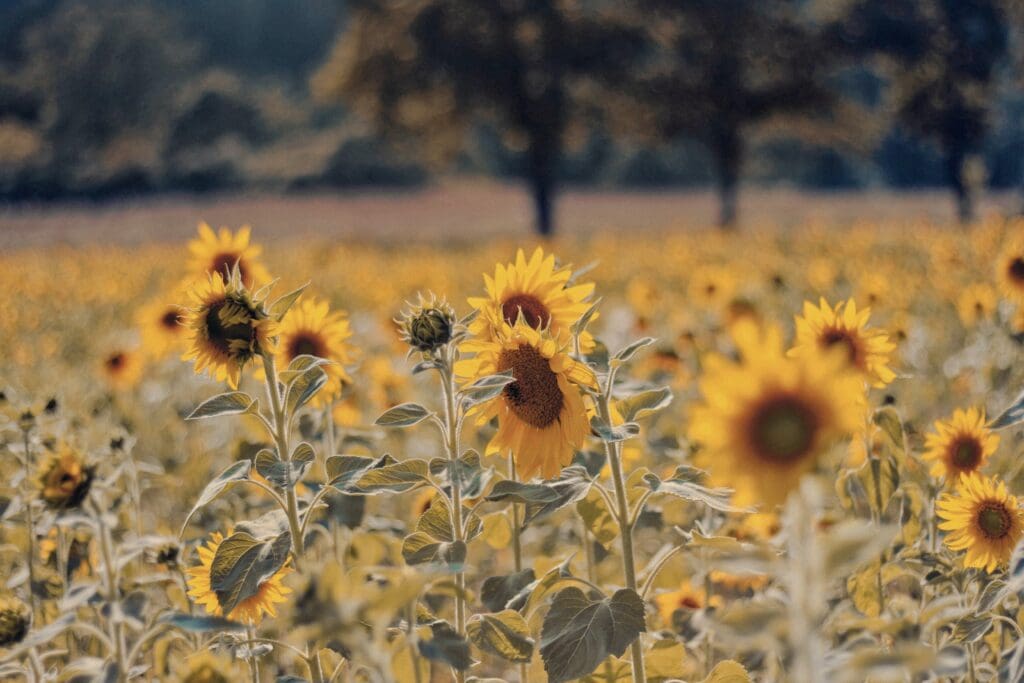 sunflowers