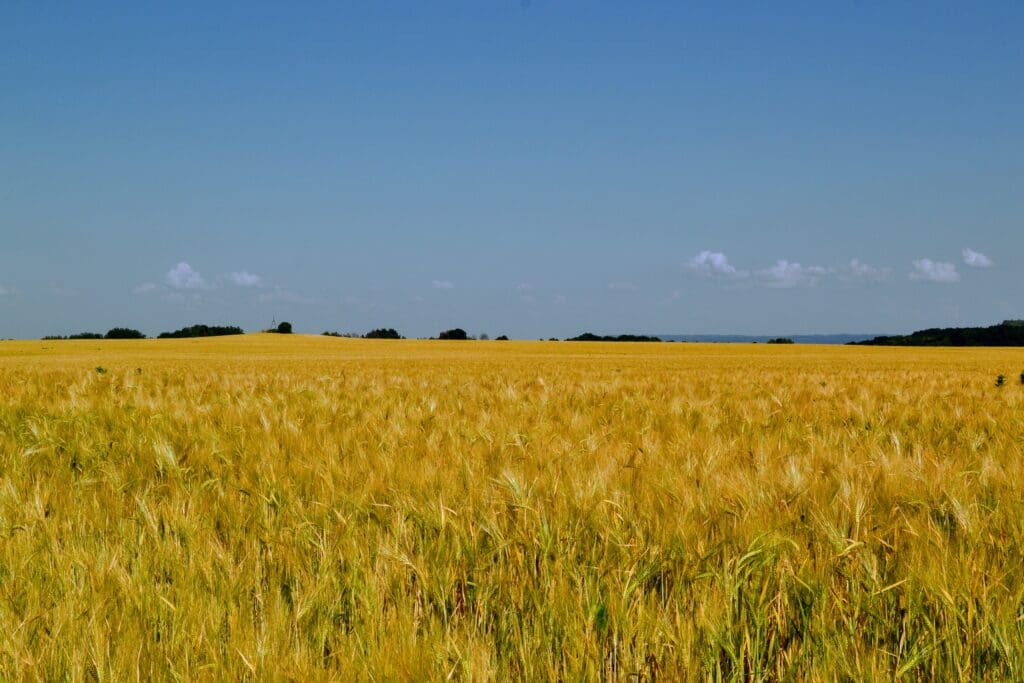 Wheat field and blue sky