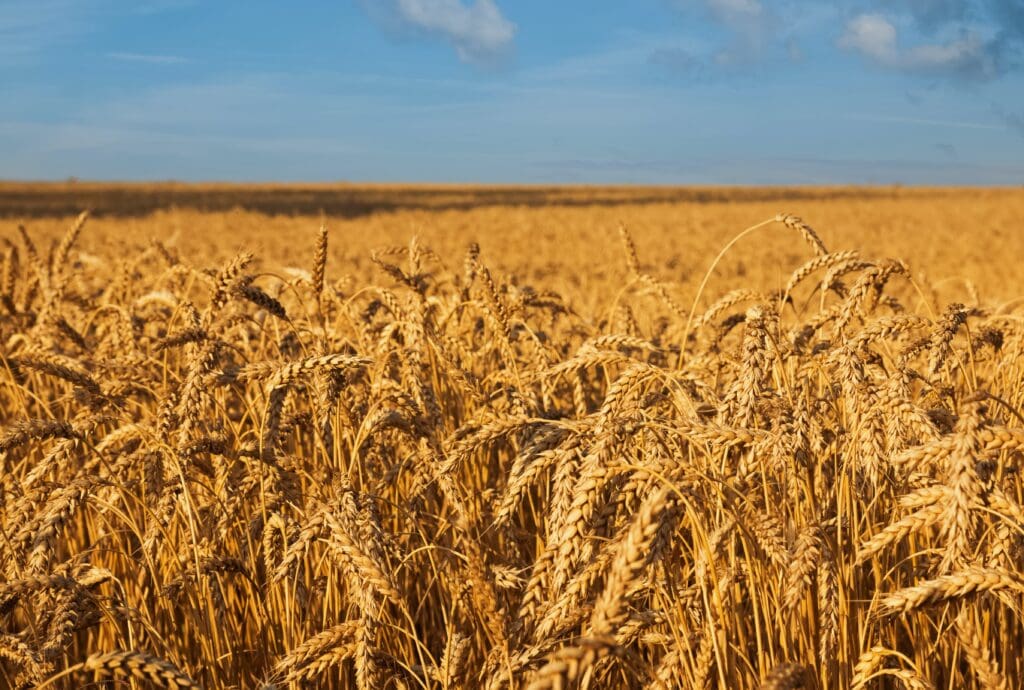 Wheat on the field close-up