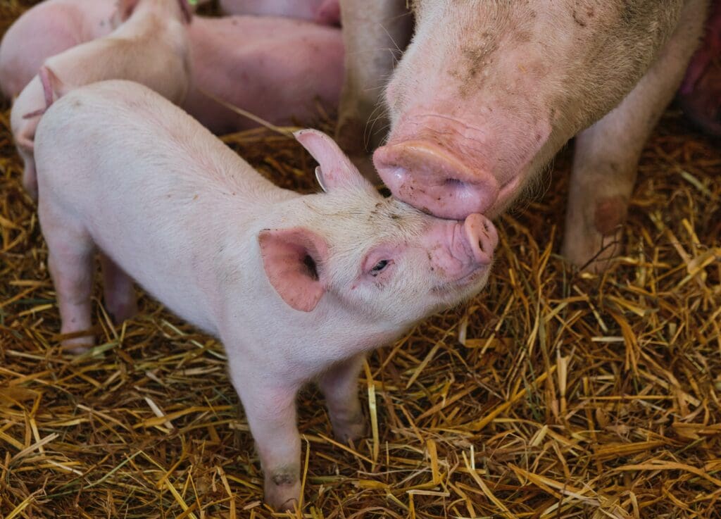 A piglet and its mother having a moment.