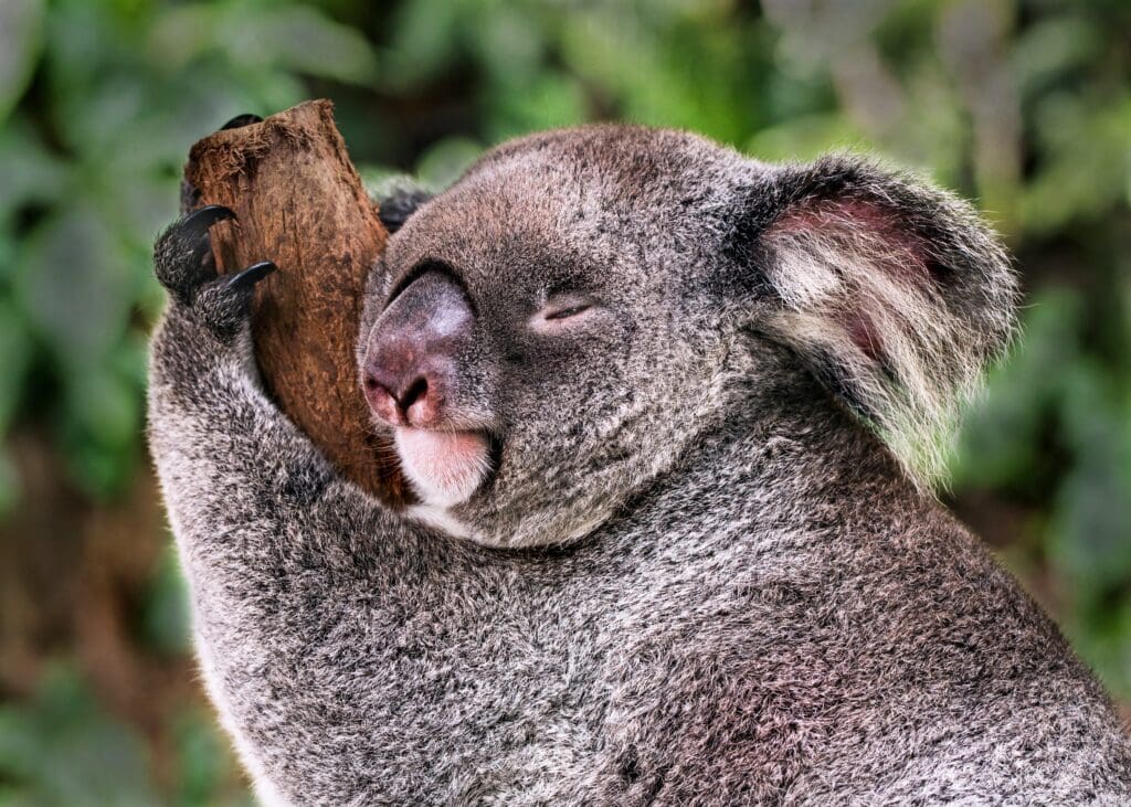 A sleeping koala takes a small peek to see what is happening around it, and goes straight back to sleep.