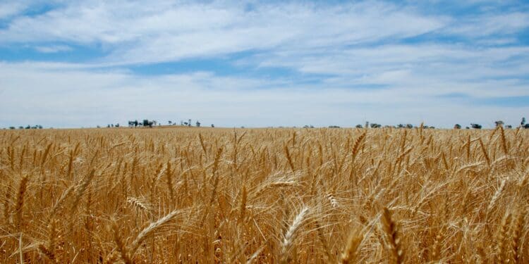 brown wheat field under blue sky during daytime