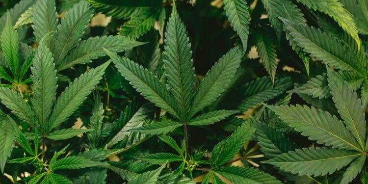 Cannabis leaves