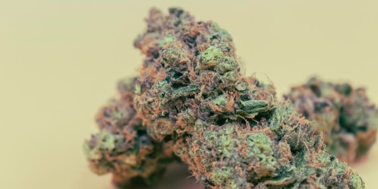 green and brown plant on white surface