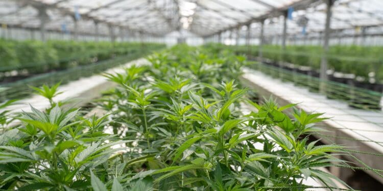 green leaf plants inside greenhouse