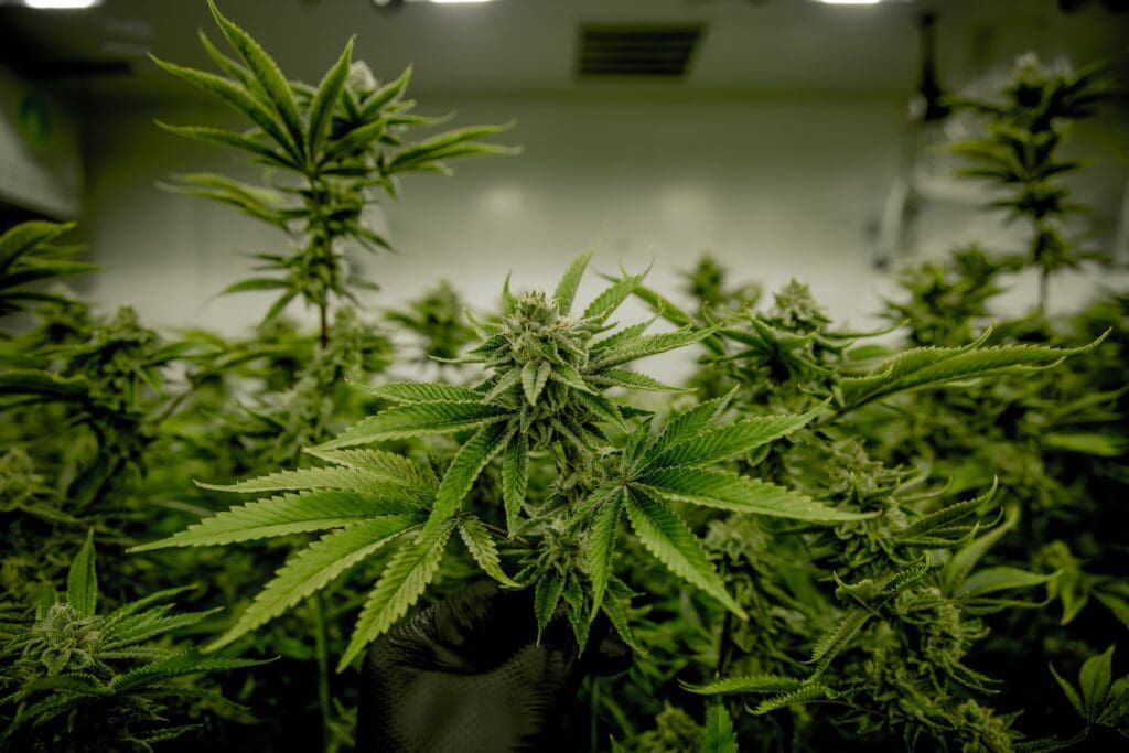 Next Green Wave Cannabis Flower - GG4 Strain " Original Glue"
