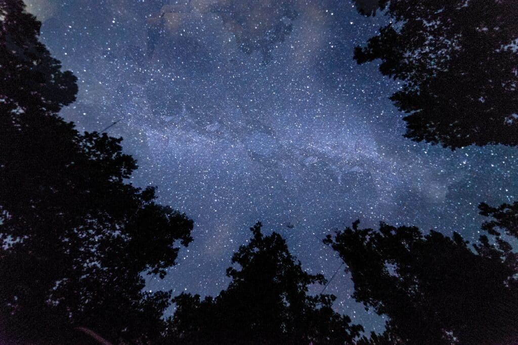 silhouette photo of trees