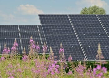 Solar panels in the field, field flowers foreground