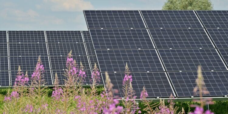 Solar panels in the field, field flowers foreground