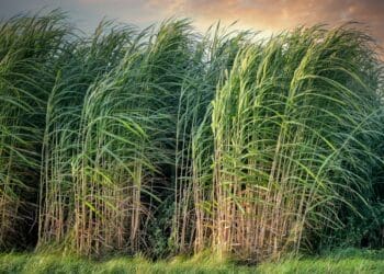sugarcane, crops, cropland