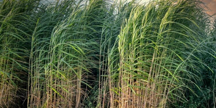 sugarcane, crops, cropland