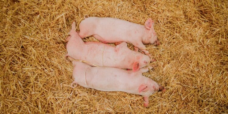 white pig on brown grass