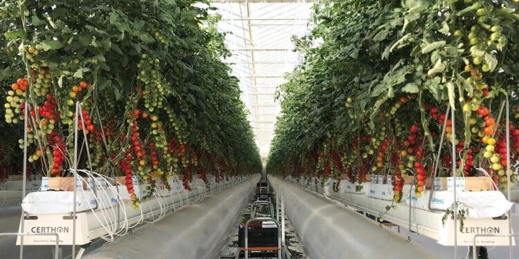 Zdroj: Pureharvest.ae
