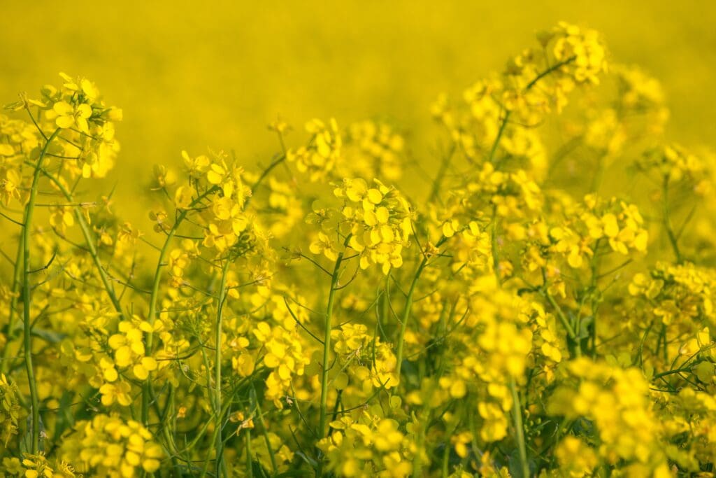 A Beautiful Mustard Field