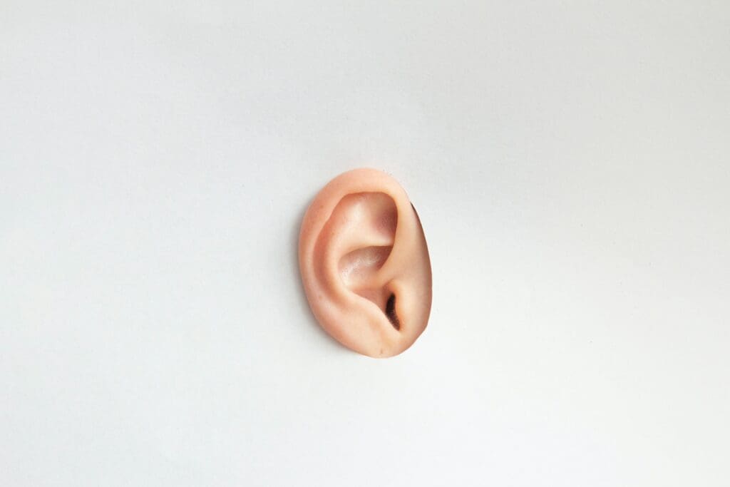 Ear on a white cardboard