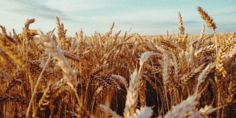 grain forrest
