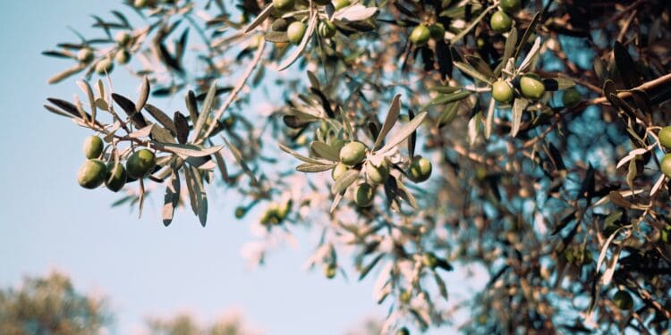 green tree with fruits