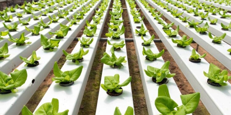 Zdroj: Modernfarmer.com