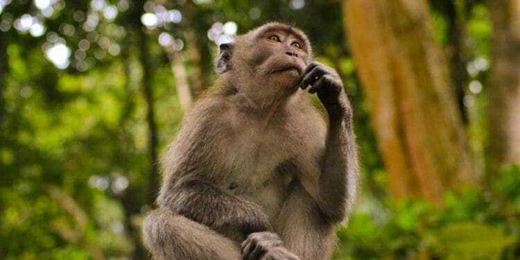 I shot this in Monkey Forest Bali, Indonesia. I saw the monkey just sat and give it a good shoot, this came out from the camera.