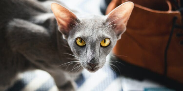 Lola chilling in our office on a slightly sunny day