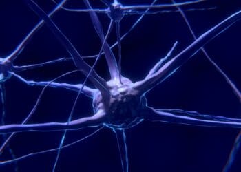 nerve cells, neurons, nervous system