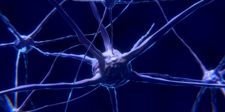 nerve cells, neurons, nervous system