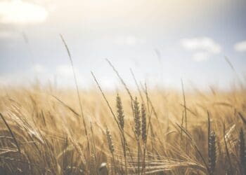 wheat, wheat crops, barley