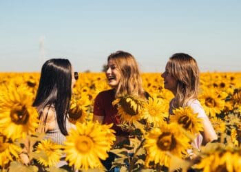 3 women in yellow sunflower field during daytime