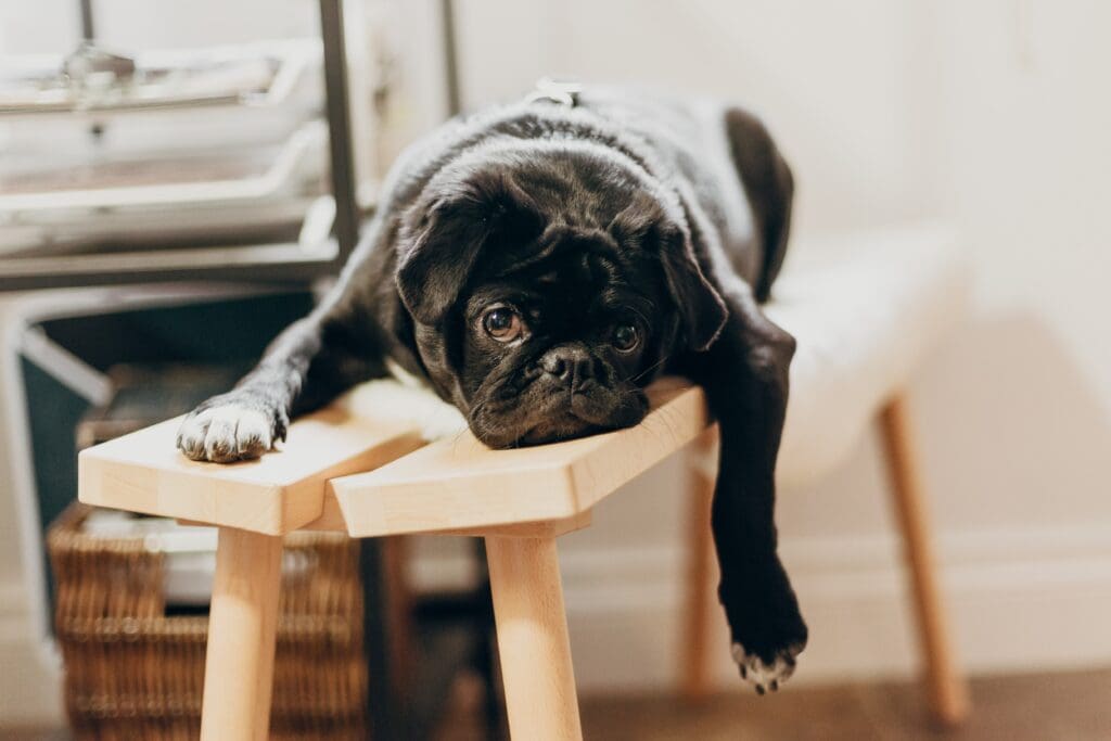 black pug puppy on brown wooden chair