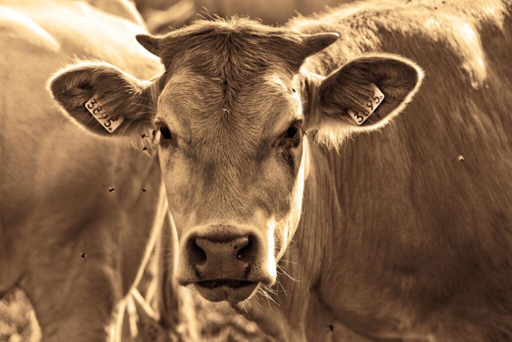 cow, cattle, animal