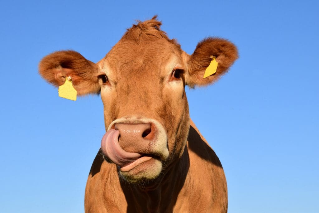 cow, lick, tongue