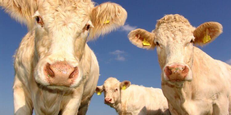 cows, curious, cattle