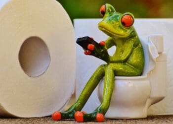 frog, toilet, loo