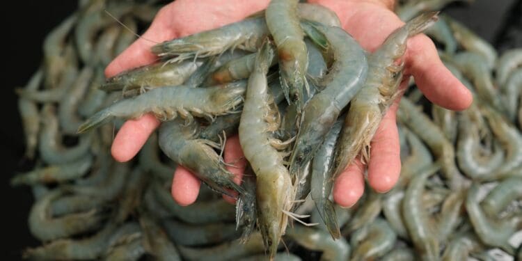 Zdroj: Vertical Oceans