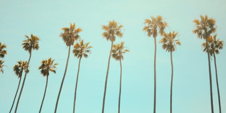 low angle photography coconut tree