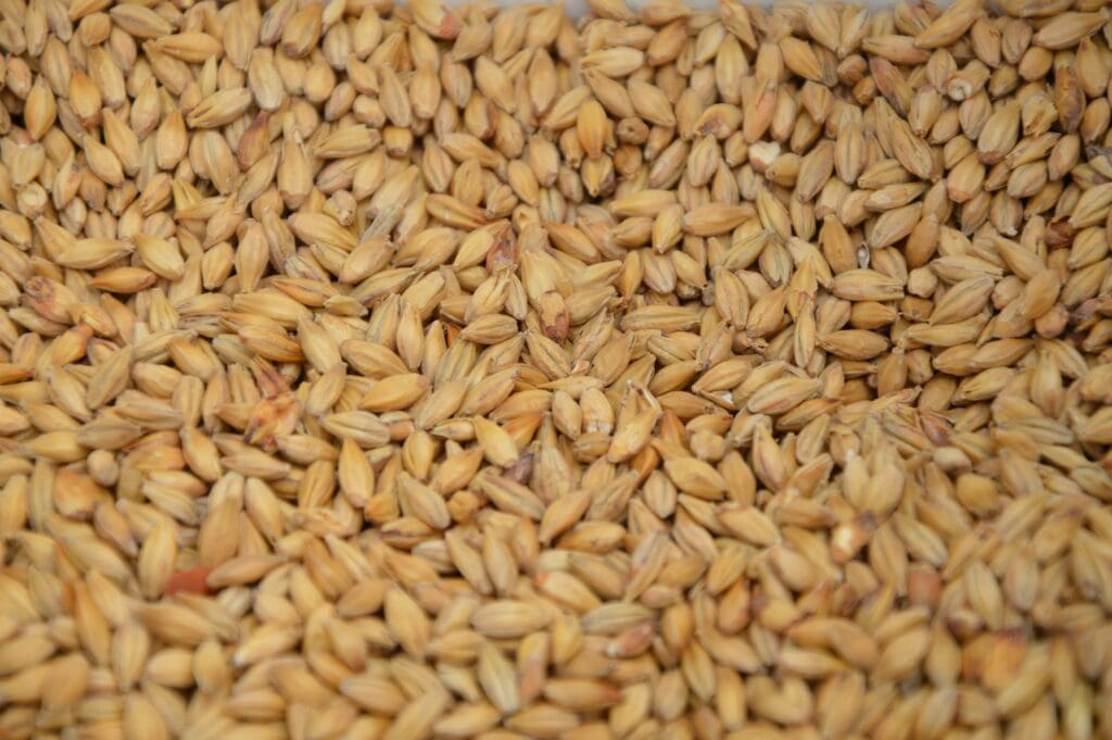 Malt for brewing beer