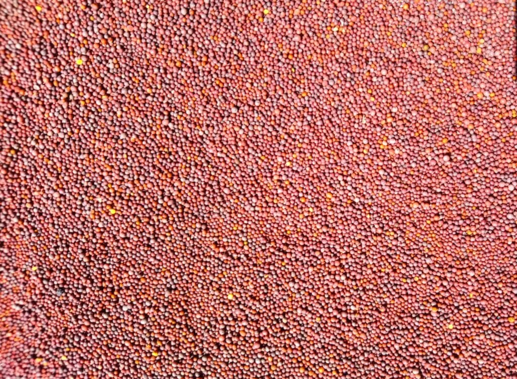mustard seeds