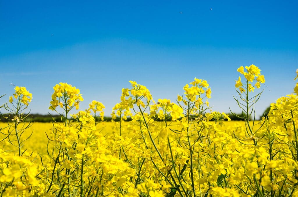 oilseed rape, field, landscape