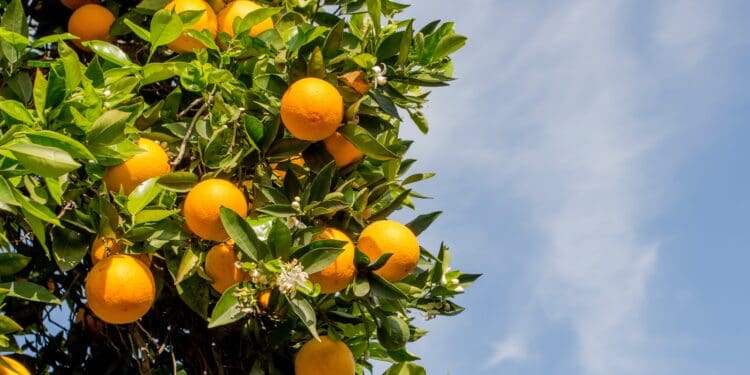 orange fruit tree under blue sky during daytime