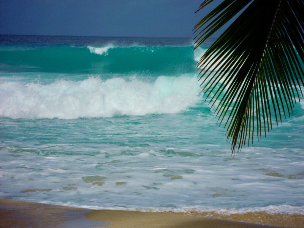 Palm tree and waves