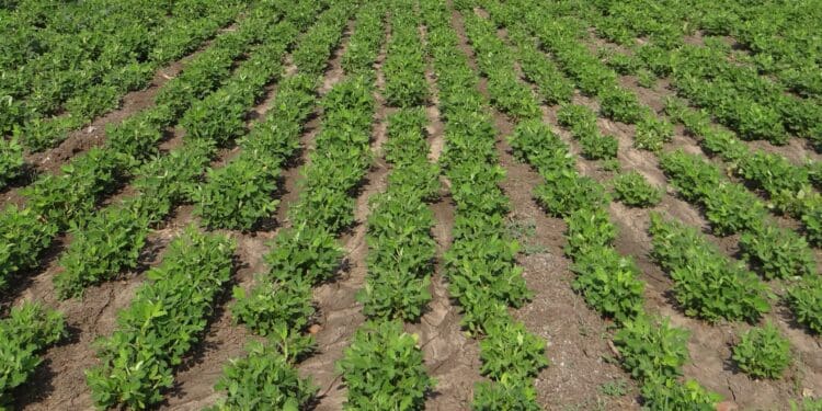 peanut field, groundnut field, india