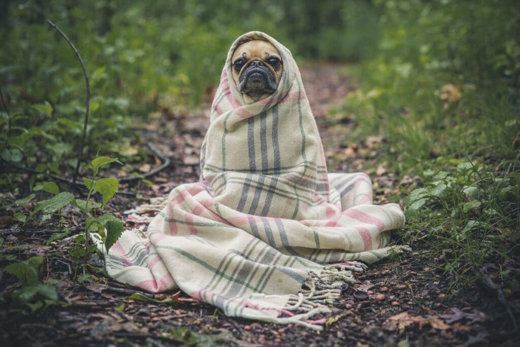 Pug snugged in a blanket