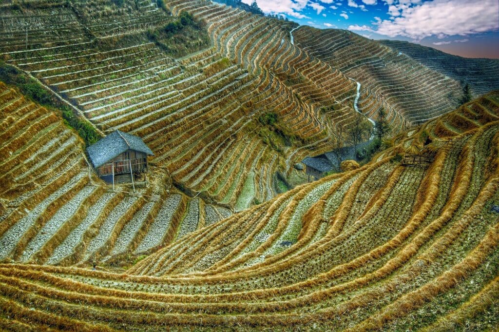 rice field, china, asia