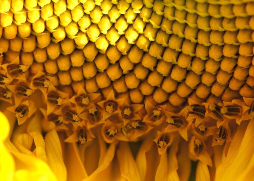 sunflower, seeds, yellow
