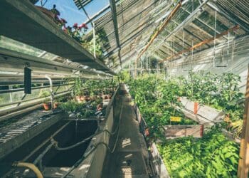 The lush collection of garden vegetable plants or exotic house plants are grown under the glass ceiling of an old Victorian greenhouse.